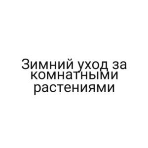 Зимний уход за комнатными растениями