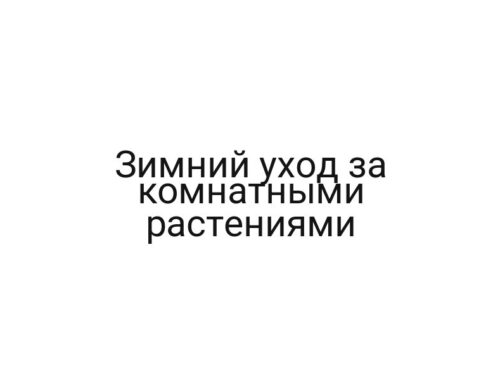 Зимний уход за комнатными растениями