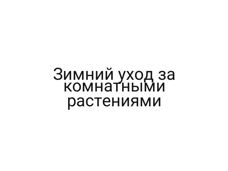 Зимний уход за комнатными растениями