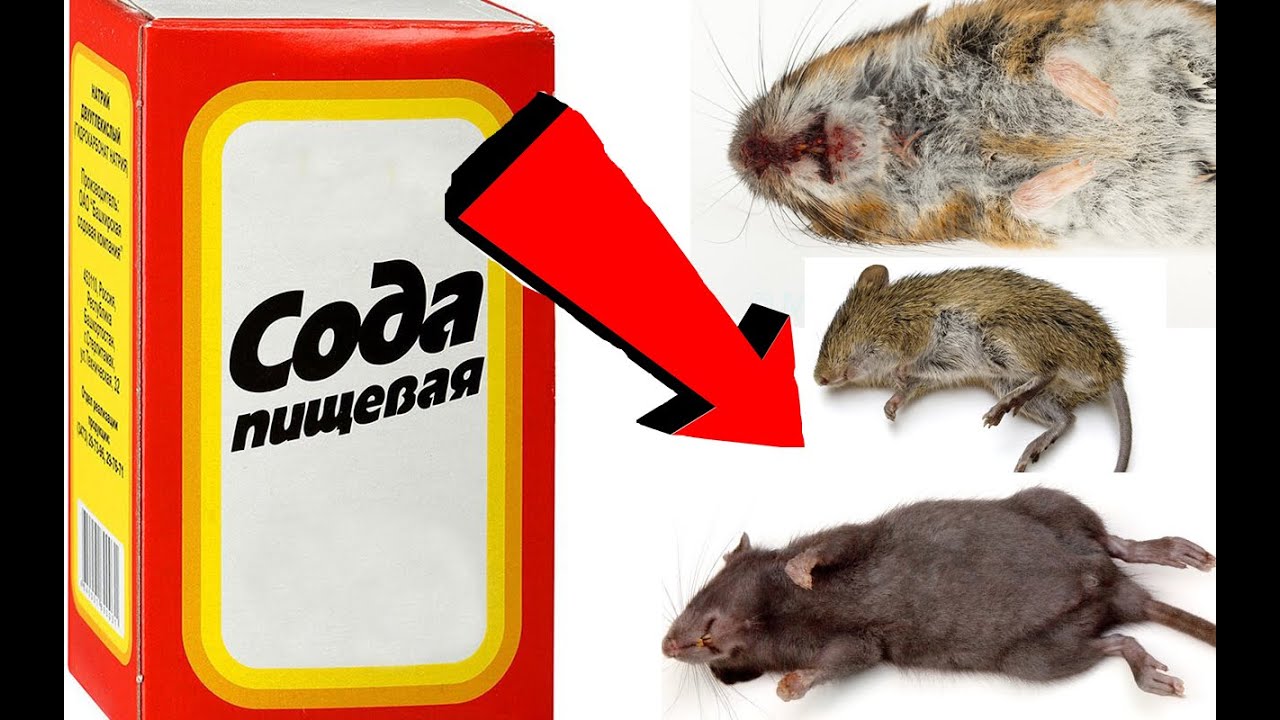 Как быстро избавиться от мышей За 3 Секунды. 