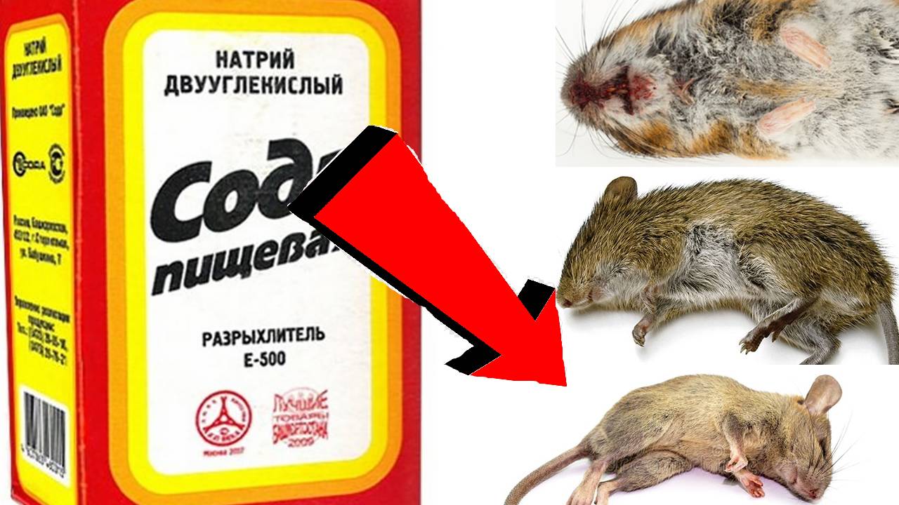 Как избавиться от мышей За 3 Секунды. 