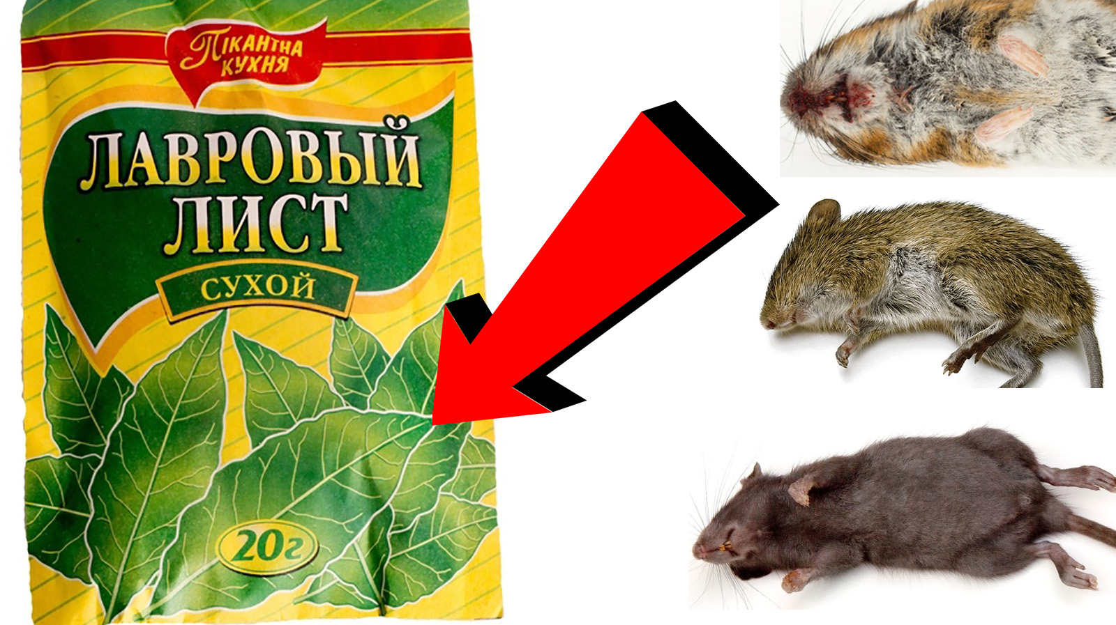 Как Быстренько избавиться от мышей навсегда За 3 Секунды. 