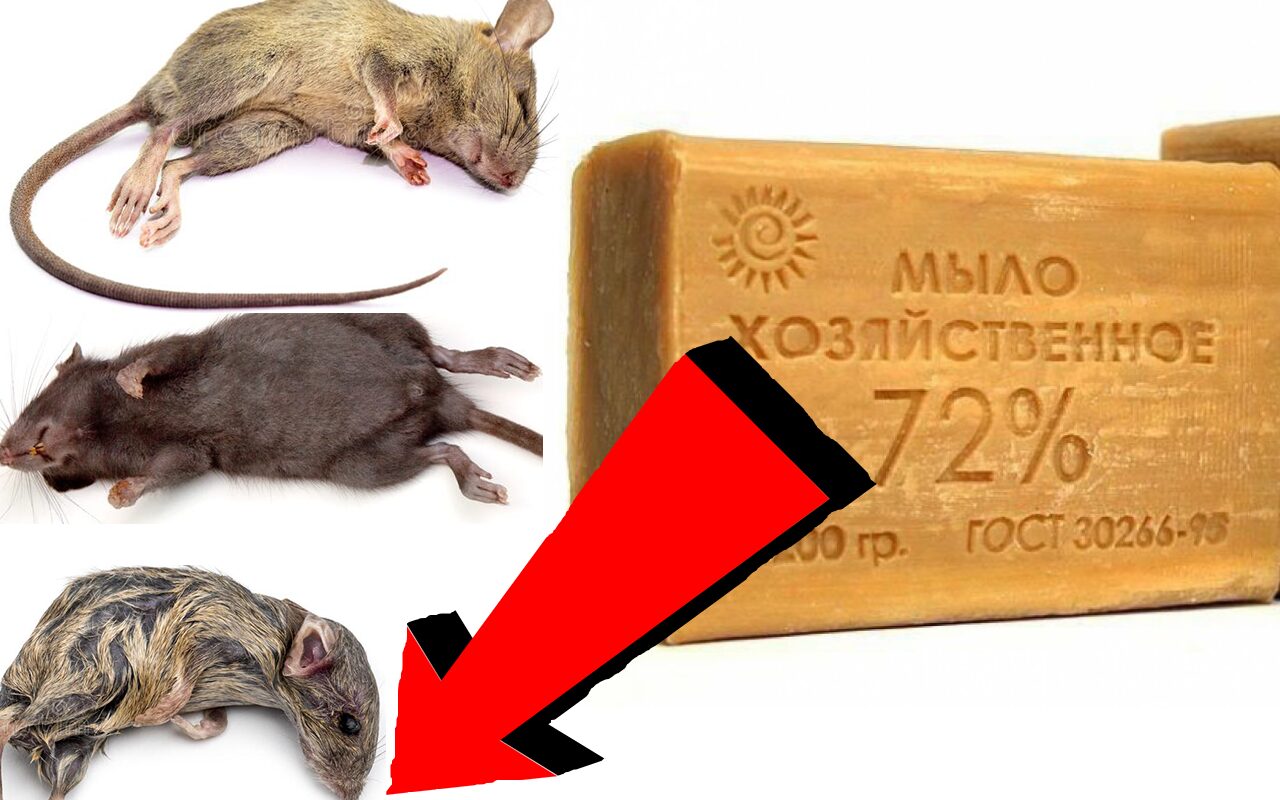Как быстро избавиться от мышей За 3 Секунды. 