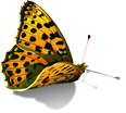 FlyLady | Информация | Флайледи форум FlyLady | Информация | Флайледи форум