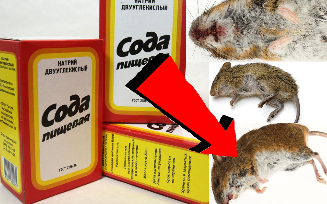 Как Быстренько избавиться от мышей навсегда За 3 Секунды. 
