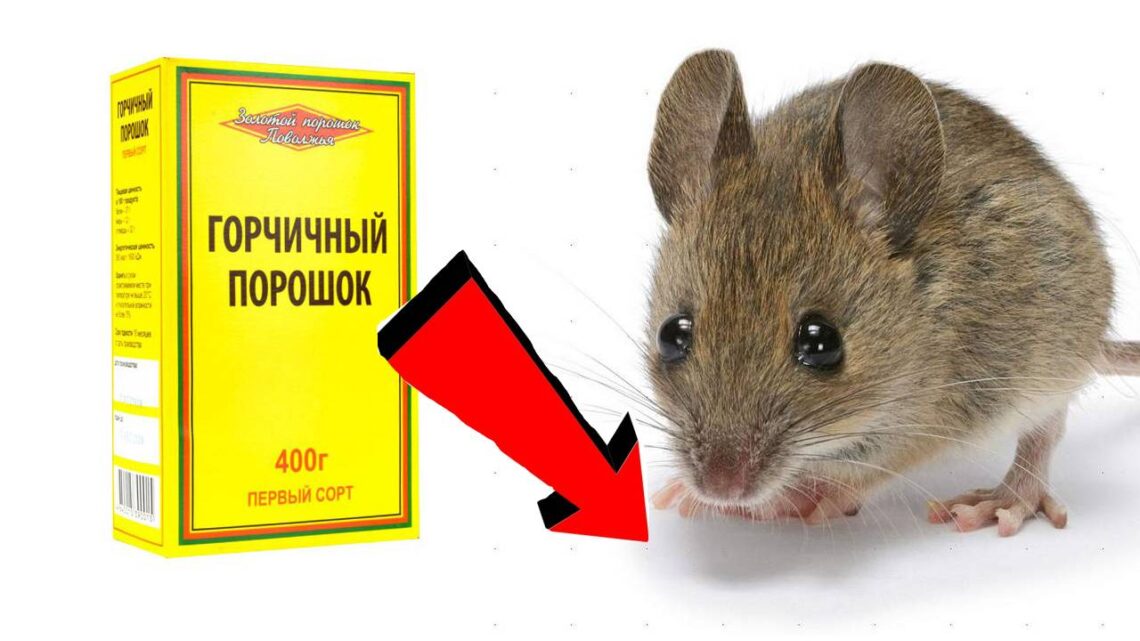 Как избавиться от мышей – смотреть плейлист, все 35 видео подборки от ПОЛЕЗНЫЕ СОВЕТЫ онлайн в хорошем качестве на RUTUBE (243323)